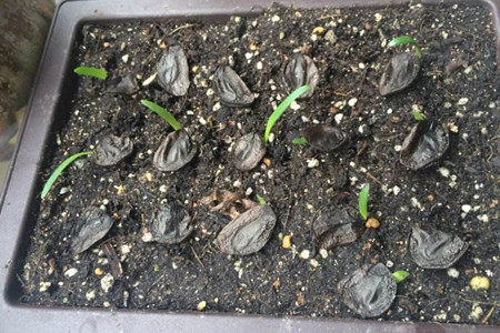 朱顶红怎么繁殖