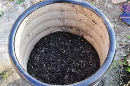 铁线莲怎么施肥