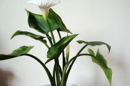 马蹄莲的养殖办法和注意些什么