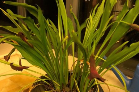 马蹄莲的养殖办法和注意些什么