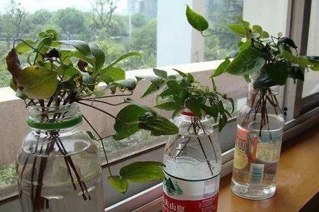 铁线莲怎么繁殖