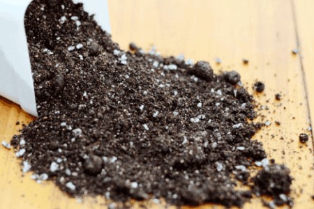 铁线莲怎么样爬藤