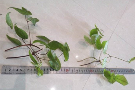 铁线莲怎么繁殖