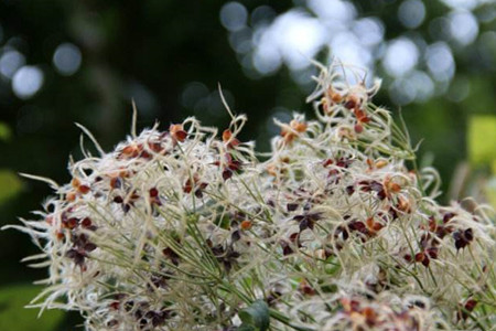 铁线莲怎么繁殖