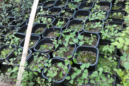 铁线莲怎么繁殖