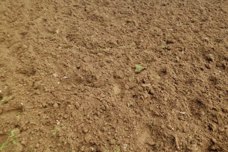 马蹄莲用什么土好