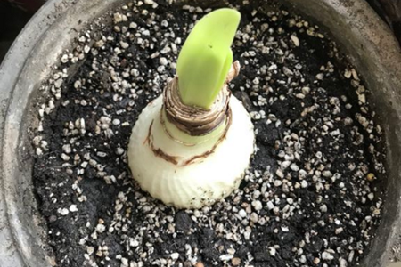 朱顶红怎么样开花