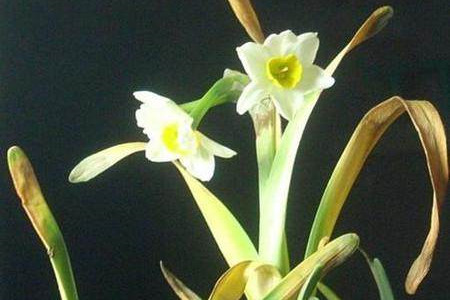 水仙花的叶子发黄解决办法