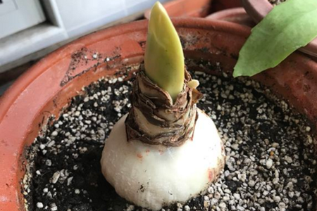 朱顶红怎么样开花