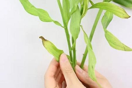 水仙花的叶子发黄解决办法