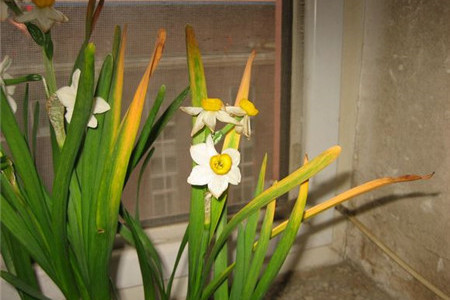 水仙花的叶子发黄解决办法