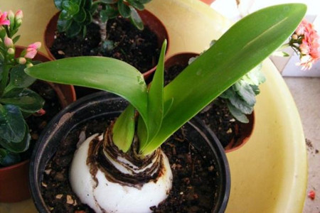 朱顶红怎么样开花