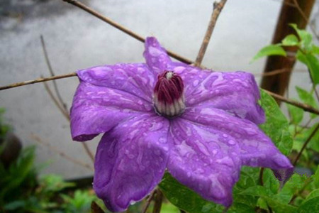 铁线莲怎么过冬