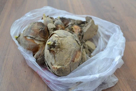 水仙花多久浇水