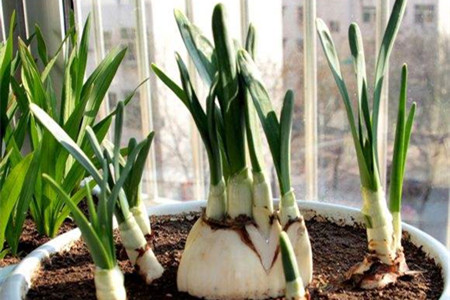 水仙花多久浇水