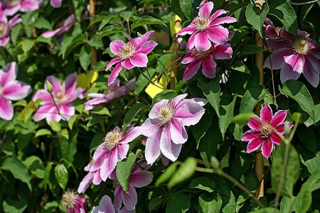 铁线莲怎么过冬