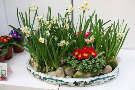 水仙花多久浇水