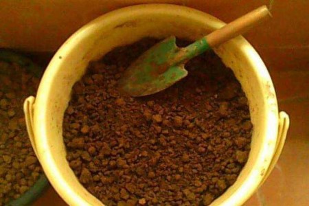 怎么样让马蹄莲多开花