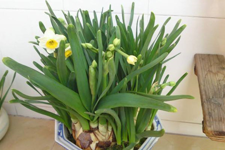 水仙花多久浇水