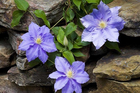 铁线莲怎么过冬