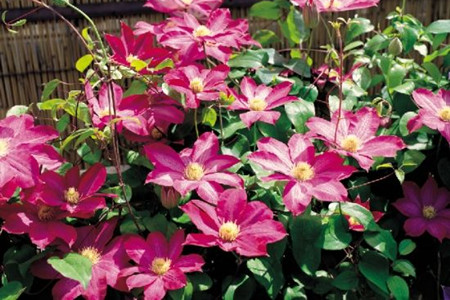 铁线莲怎么过冬