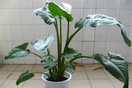 怎么样让马蹄莲多开花