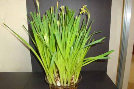 水仙花开花后怎么处理