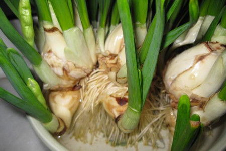 水仙花开花后怎么处理