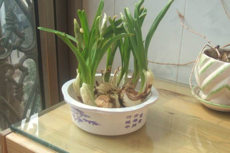 水仙花开花后怎么处理