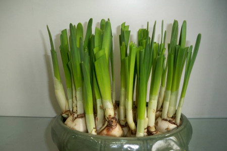 水仙花开花后怎么处理