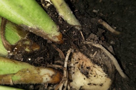 马蹄莲叶子发黄解决办法