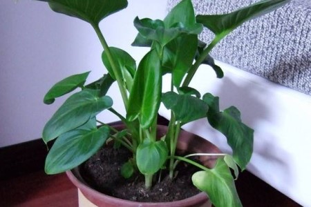 马蹄莲叶子发黄解决办法