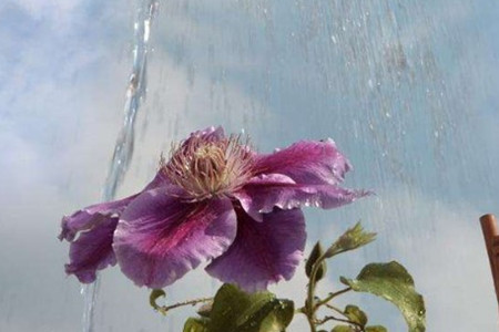 铁线莲怎么浇水