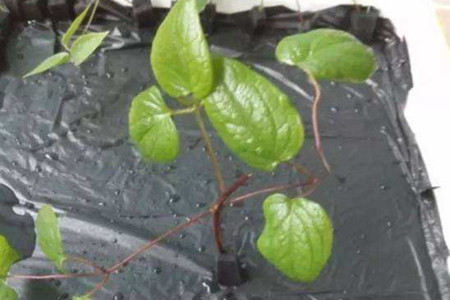 铁线莲怎么浇水