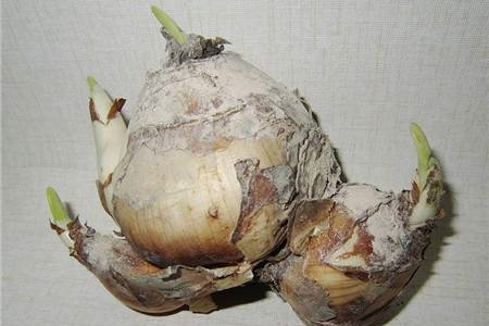 水仙花怎么催芽