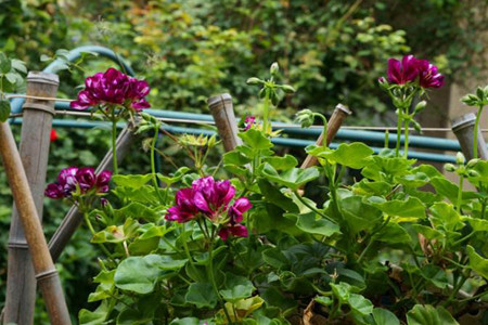 铁线莲怎么浇水