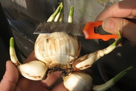 水仙花怎么催芽
