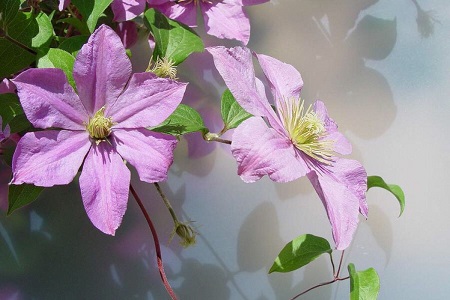 铁线莲怎么浇水