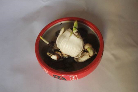 水仙花怎么催芽