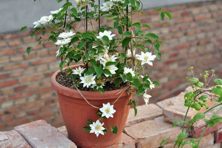 铁线莲怎么浇水