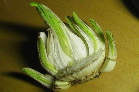 水仙花怎么催芽