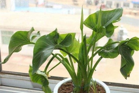 马蹄莲叶子发软解决办法