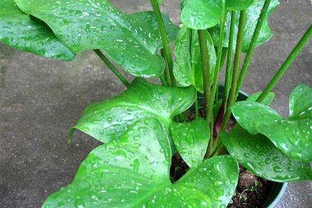 马蹄莲叶子发软解决办法