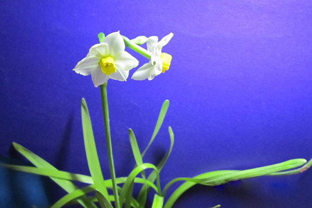 水仙花什么时间开花