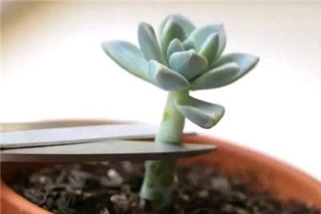多肉怎么样砍头