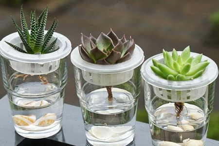 多肉怎么样砍头