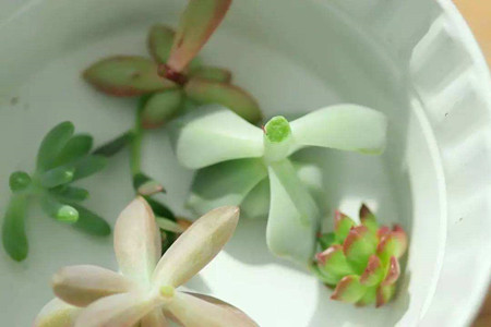 多肉怎么样砍头