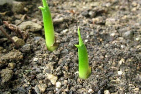 马蹄莲怎么分株