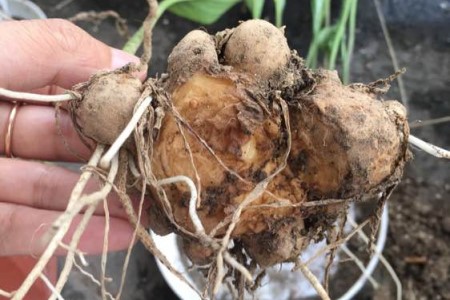 马蹄莲怎么分株