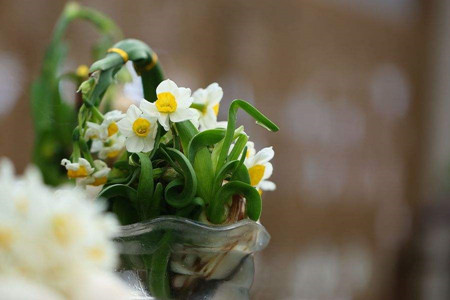 水仙花水培养殖办法